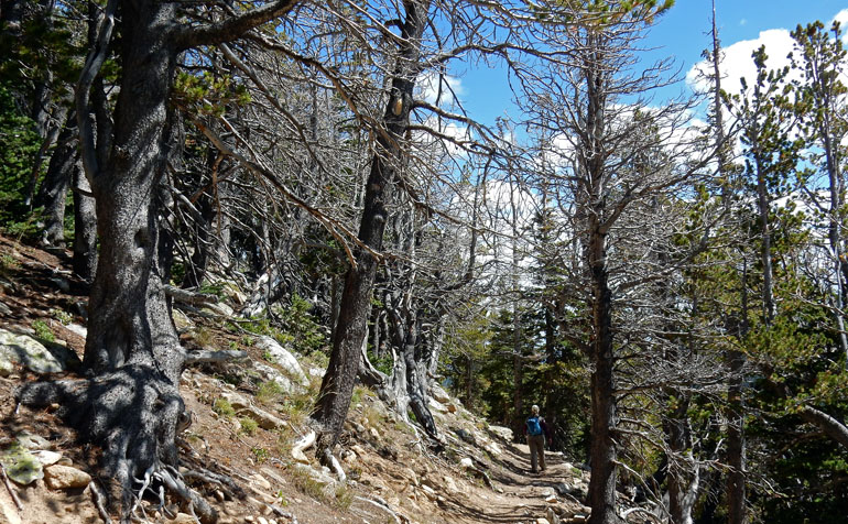 Suzy hiking down the Beaver Creek trail below timberline in the Indian Peaks Wilderness