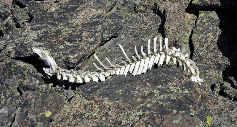 Backbone of possibly a Big Horn Sheep near the Southeast Ridge of Mount Meeker