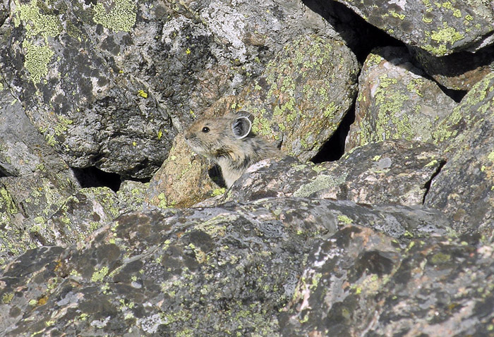Pika among the rocks along the East Ridge of Mount Chiquita