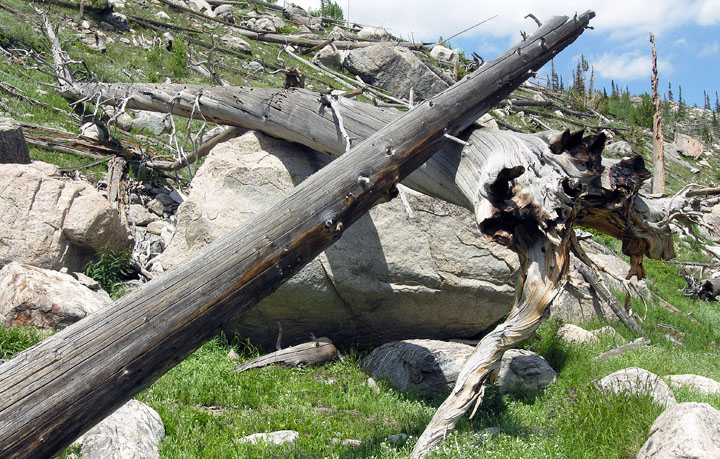 Old slab avalanche residue along the north side of the Bluebird Lake trail