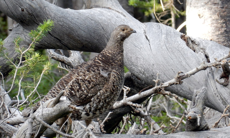 Ptarmigan along trail to Lion Lake #1, Wild Basin, RMNP, Colorado