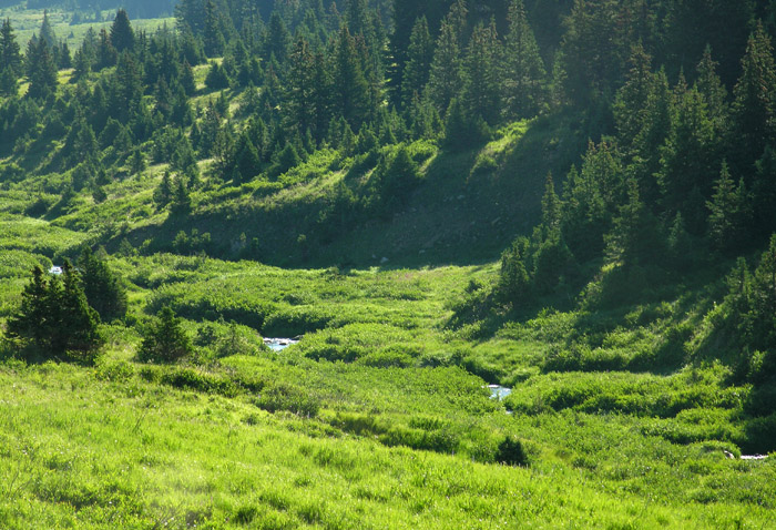 Early morning photo taken on the scenic Cache la Poudre Wilderness Trail