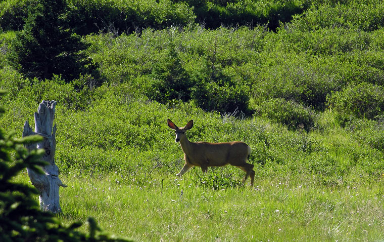 Playful deer along the Cache la Poudre Wilderness Trail