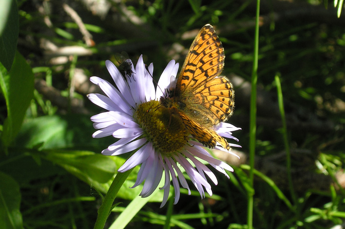 Hesperis Fritillary - Speyeria hesperis butterfly on a wildflower