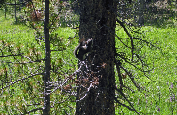 Douglas (Pine, or Chickaree) squirrel along the Cache la Poudre Trail