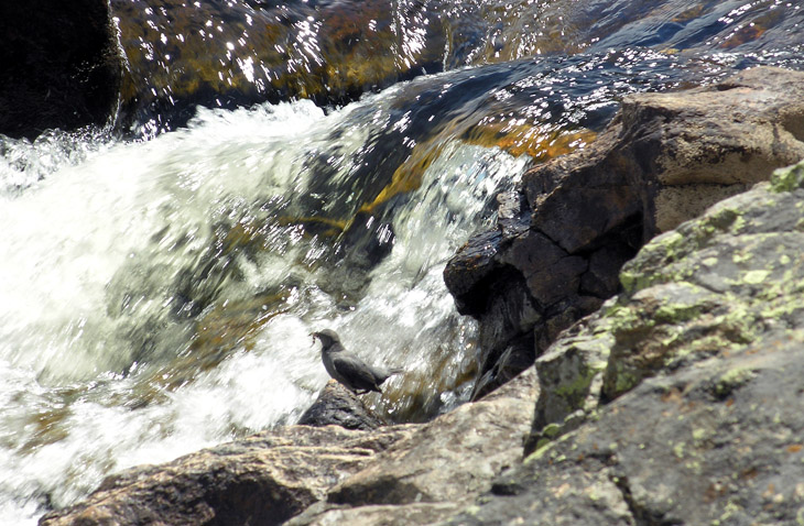 Water Ouzel (American Dipper) on the Cache la Poudre River