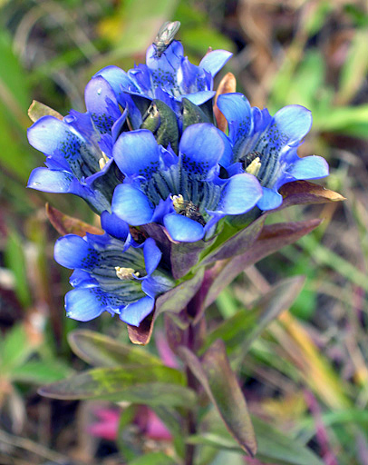 Gentiana Parryi wildflower along the Crater Lake Trail