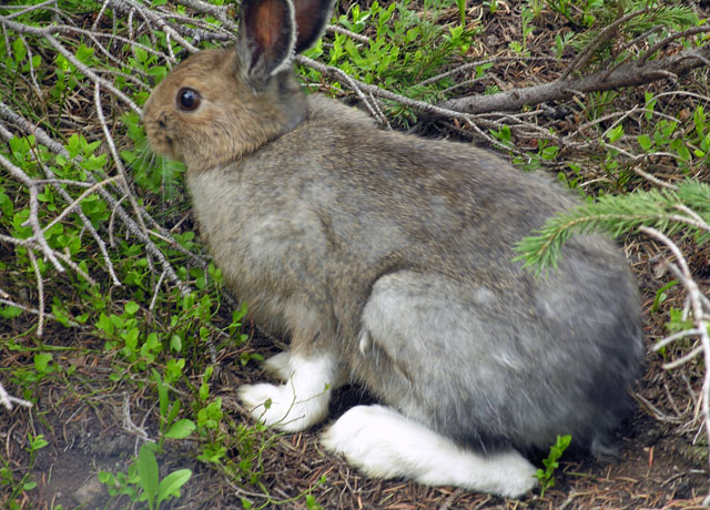 Snowshoe Hare along northestern shore of Lawn Lake, Rocky Mountain National Park