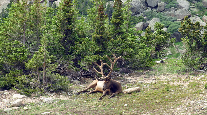 Bull Elk lazily soaking up the beautiful summer alpine weather