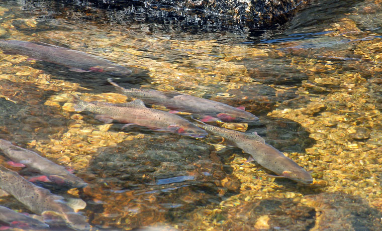 Cutthroat trout in Crystal Lake, Rocky Mountain National Park