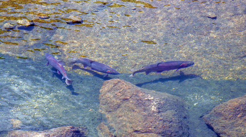 Large Cutthroat trout in Crystal Lake, Rocky Mountain National Park