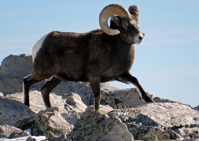 Bighorn Ram enjoying a windy cold day near the summit of Flattop Mountain