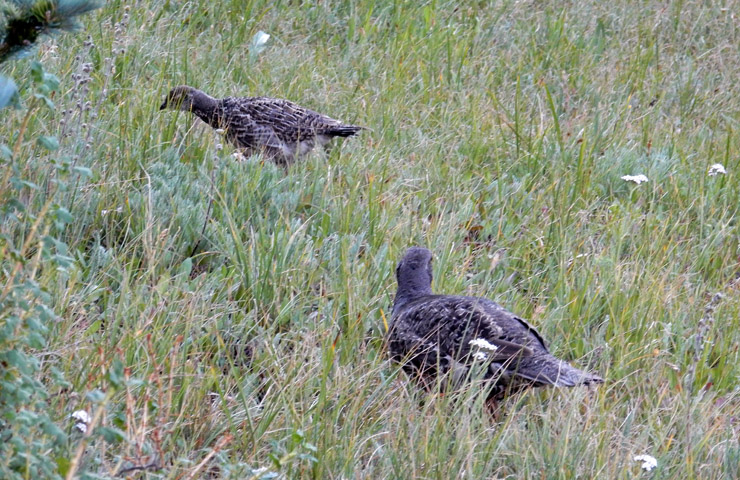 Ptamigans in the grass at Lawn Lake