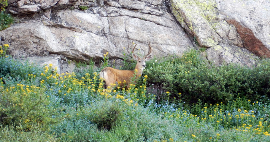 Buck below the SW face of Mummy Mountain