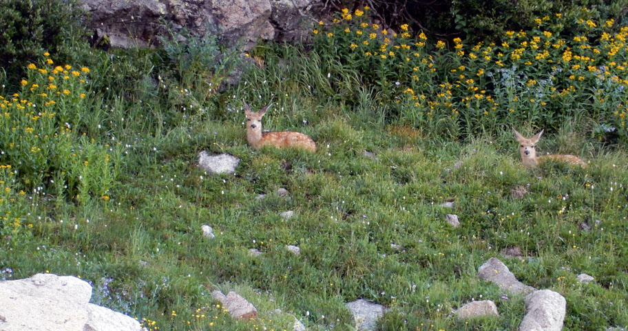 Two fawns resting below the SW face of Mummy Mountain