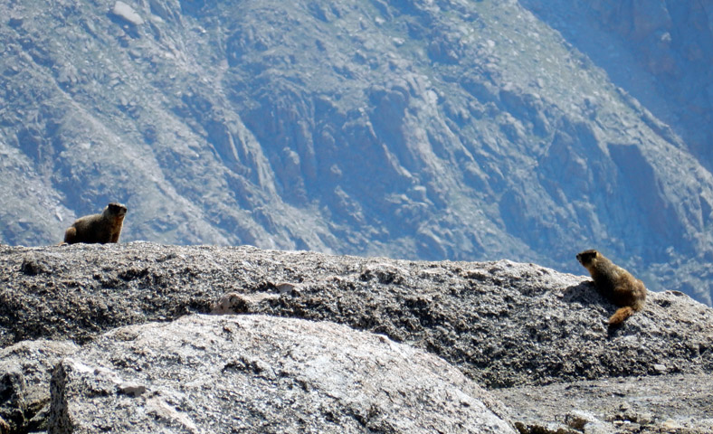 Two marmots at the summit of Fairchild Mtn with Mummy Mtn in the background