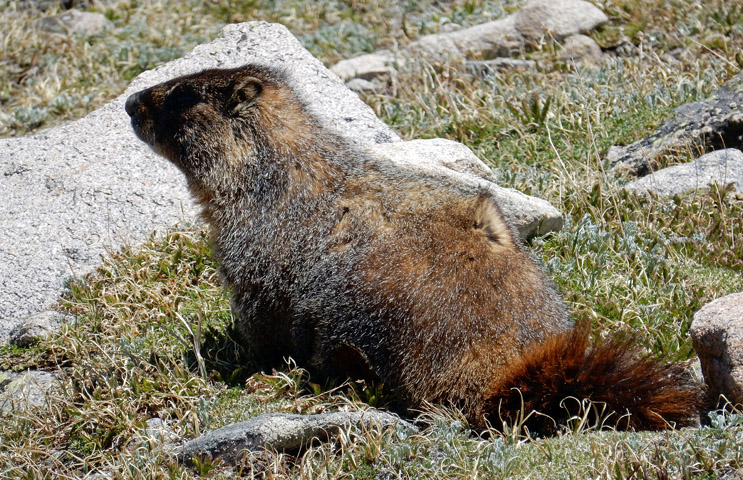 Marmot near the summit of Flattop Mountain, along the Flattop Mountain Trail