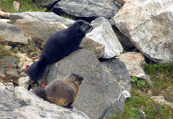 Marmots at Amphitheater Lake - Grand Teton National Park