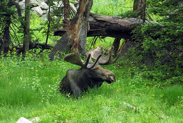 Moose lying down in the grass and wildflowers near camp - Indian Peaks Wilderness Area, Colorado