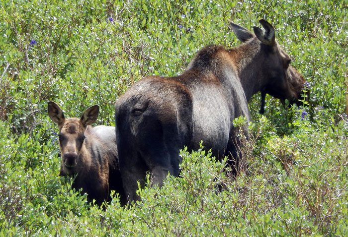 Moose with calf grazing at unnamed ponds, SW of Lake Husted