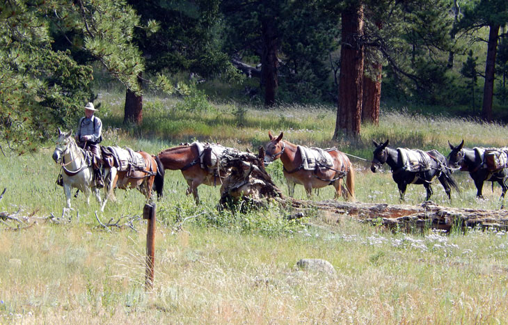Park rangers with pack horses