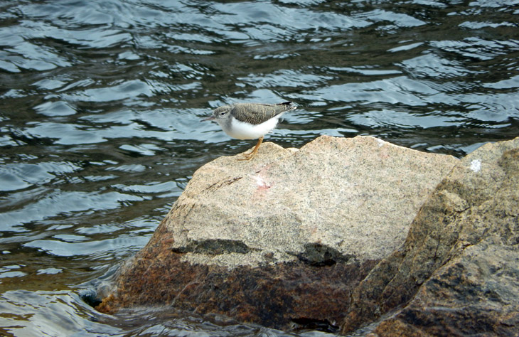 Bird along shore of Lost Lake