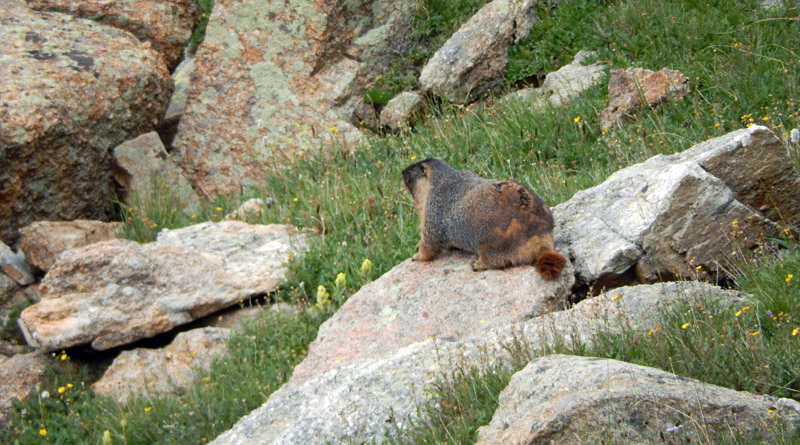 Marmot near Lake Dunraven, in the Lost Lake area