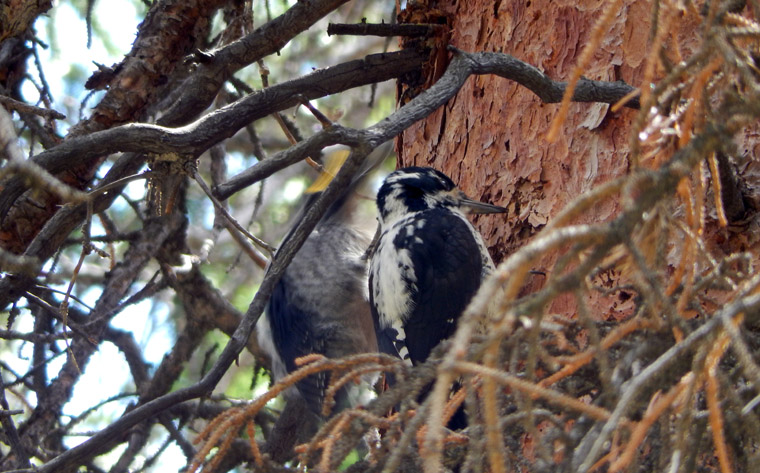 Pair of woodpeckers doing their thing on the north side of Lost Lake