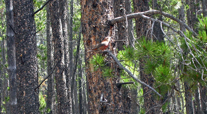 Bird along trail to Lost Lake