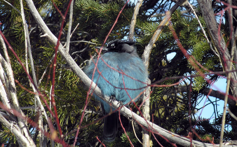 Cold Steller’s Jay all puffed up trying to keep warm in winter at Rocky Mountain National Park