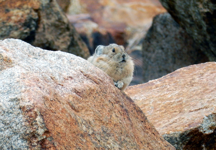 Pika in the Indian Peaks Wilderness Area