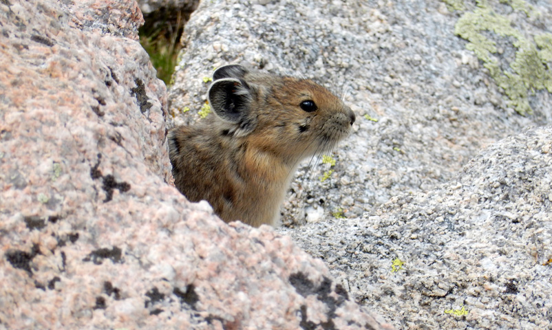 Pika looking out from behind rocks at the foot of Storm Peak east slopes