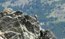 A bird sharing the summit view and solitude on Ypsilon Mountain
