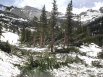Avalanche damage between Mills and Black Lakes - Glacier Gorge area - Rocky Mountain National Park