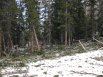 Walking through more avalanche damage between Mills and Black Lakes - Glacier Gorge area - Rocky Mountain National Park