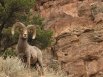 Big Horn Sheep along the old stage coach road between the Gym area and Cripple creek
