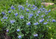 Alpine Mertensia Flowers - Mertensia alpina
