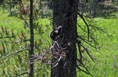 Douglas (Pine, or Chickaree) squirrel along the Cache la Poudre Trail