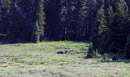 Bull moose near the convergence of the Cache la Poudre River and Chapin Creek