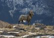 Winter shot of a Big Horn Sheep at Granite Pass, along the Longs Peak Keyhole Route