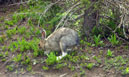 Snowshoe Hare along northestern shore of Lawn Lake, Rocky Mountain National Park