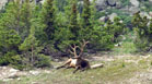 Bull Elk lazily soaking up the beautiful summer alpine weather