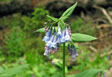 Alpine Mertensia Flowers - Mertensia alpina