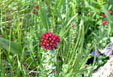 Ledge Stonecrop (King's Crown) - Rhodiola integrifolia