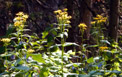 Unidentified wildflowers along Fall Creek