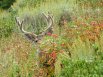 Deer buck feeding along trail below Amphitheater Lake - Grand Teton National Park