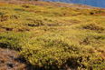 High altitude tundra showing beautiful fall colors in Rocky Mountain National Park