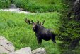 Moose stroling and grazing in the Crater Lake Camp Area - Indian Peaks Wilderness Area, Colorado