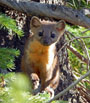 Marten along the Red Mountain Trail in the Colorado Never Summer Range