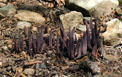 Clavaria purpurea (Purple Coral)